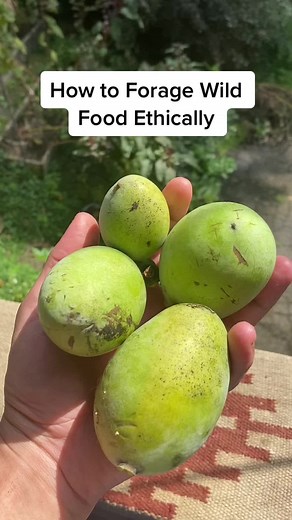 Ethical Guide to Sustainable Wild Food Foraging