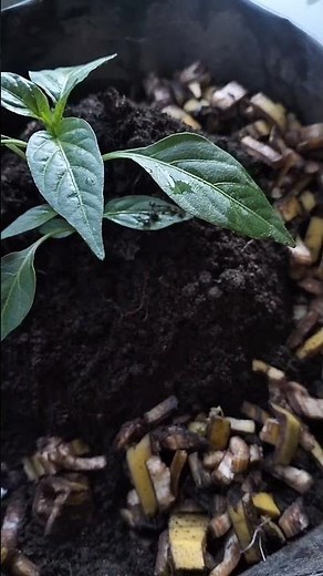 Easy DIY organic fertilizer from banana peels