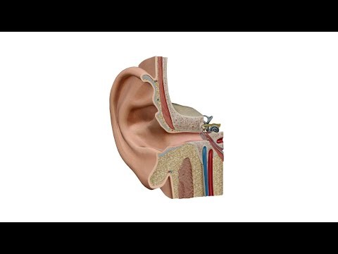 Ear—Oval window and Round window