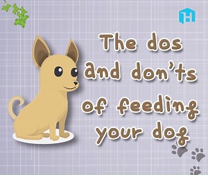 The Dos and Don’ts of Feeding Your Dog | ShareHows