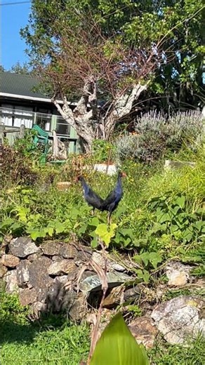 When Pūkeko take over your garden... 🌿😂 #shorts #pukeko #nzbirds
