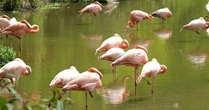 Pink Flamingos Lake Wild Greater Flamingo Stock Footage Video (100% Royalty-free) 3539881793 | Shutterstock