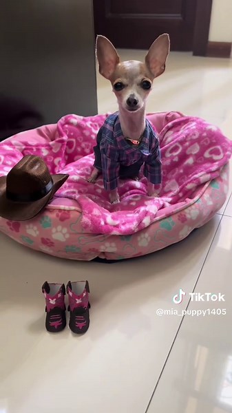 Charming Chihuahua Dressed in Cowboy Outfit