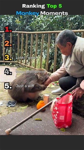 Ranking The Wildest Monkey Moments #funny #animals #shorts
