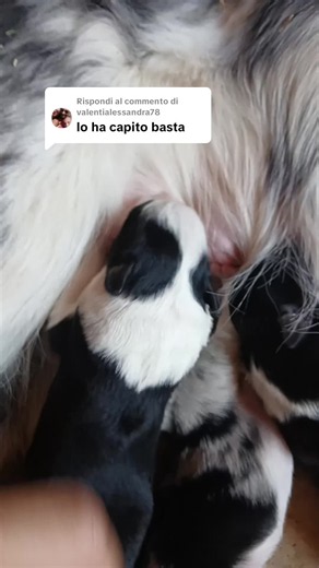 Risposta a Valentina: Border Collie in azione