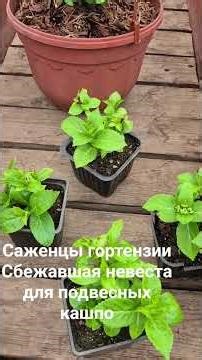 I'll be replanting the Runaway Bride ampelous hydrangea seedlings into hanging baskets👍#hydrangea...