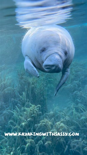 Watch this adorable baby manatee playfully pick his teeth – a truly heartwarming sight for our guests today! Find more gentle giants at www.KayakingWithSassy.com #Watch this adorable baby manatee playfully pick his teeth – a truly heartwarming sight for our guests today! Follow for more cute moments with Fin! #kayakingwithsassy #silversprings #manatees #silverspringsstatepark | Kayaking With Sassy