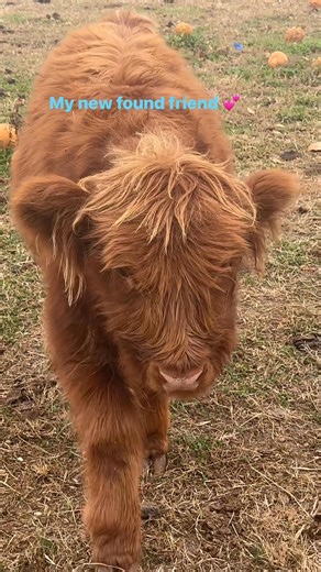 Baby Scottish Highland Cow #scottishhighland #babycow #highlandcow #titamayumi | Tita Mayumi