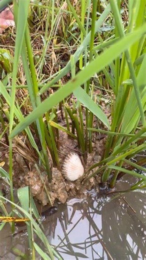 BEAUTIFUL PEARLS IN CLAM FOUND #clam #pearls #crystals #oysters #shorts