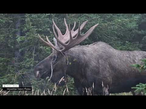 The Incredible Story of Swagger the Bull Moose #moose #wildlife