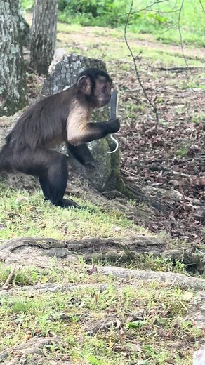 Capuchin Monkey Finds New Tool