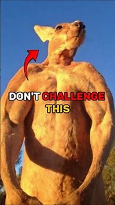 This Is Why Kangaroos Act So Aggressive 🥊 | Wild Animal Facts