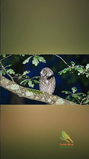 Night Bird Sounds 🌙 | Calm Bird Ambience #nightbirds #birdsounds #calmbirdambience #relaxingaudio