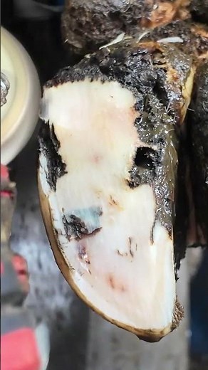 How to TRIM a HOOF ULCER! (preview)