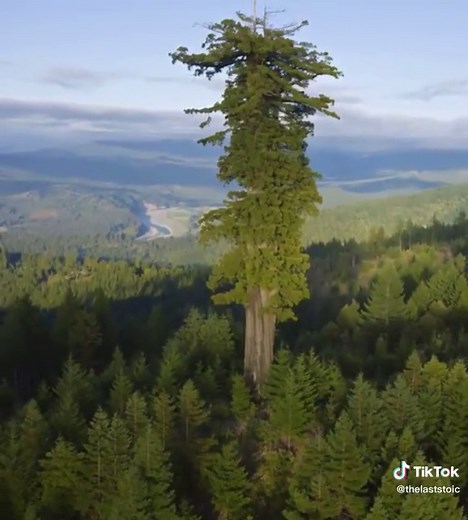 Hyperion: The Tallest Tree in the World | Location & Facts Revealed