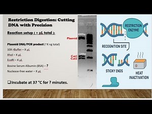 Restriction Digestion Protocol Explained: How to Set Up the Reaction?