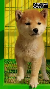 🥰🥰 | Puppies Club