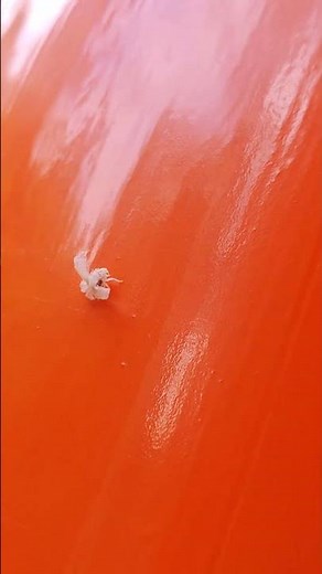 Nymph of Lanternfly (Ricaniidae) 蠟蟬幼蟲 (廣翅蠟蟬科)