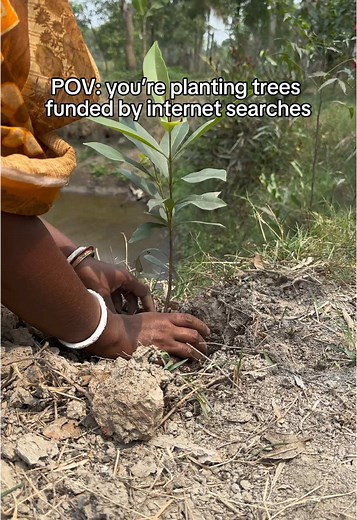 Planting Trees with Ecosia: Search for a Greener Future