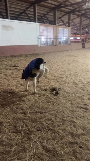 Discover the Benefits of Cow Therapy for Stress Relief
