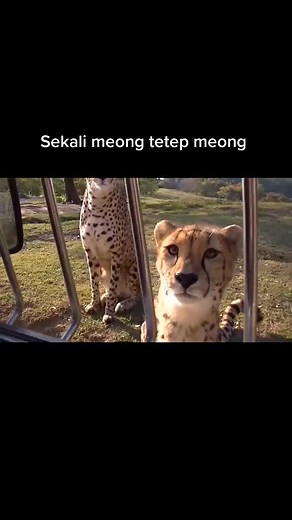 #Cheetah #bigcat #meow