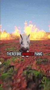 The Bird That Starts Forest Fires on Purpose 🔥🐦 | Firehawk Explained