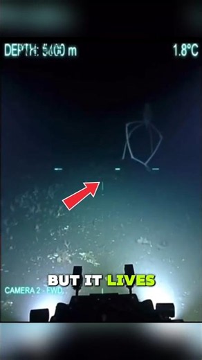 This Spider Lives Underwater 🕷️🌊 #seaspider #deepseacreatures #shorts