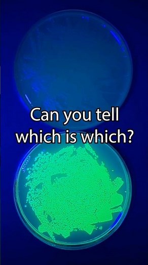 Genetically Modifying Bacteria Speed Run