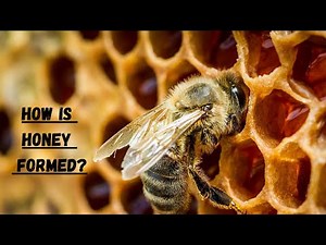 How Honey Bees Make Honey II How is Honey Formed