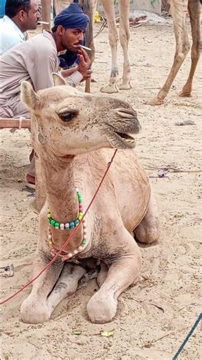 Desert Royalty Thar’s Camels in Action #desertlife #animals #camellife #camel #arabiancamels