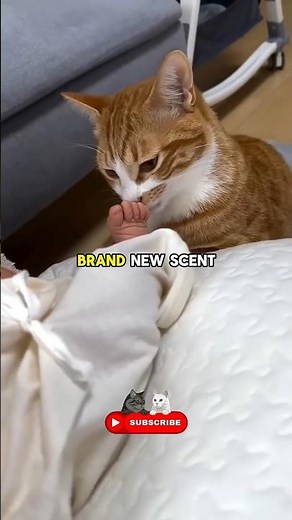 Safe Way to Introduce Your Cat & Baby! 🐈👶