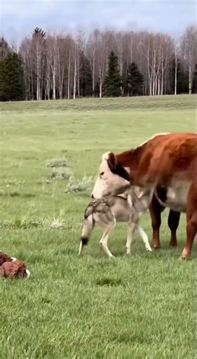 “Cow Protects Newborn Calf from Wolf!”