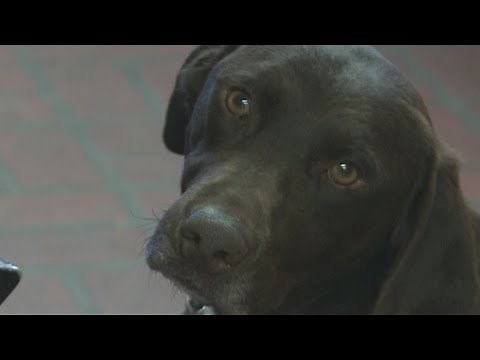Dog rescued after forced to breed