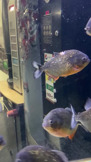 Not me about to do illegal stuff over a piranha 😃 #fyp