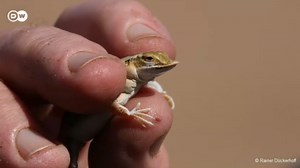Überleben in der Namib-Wüste