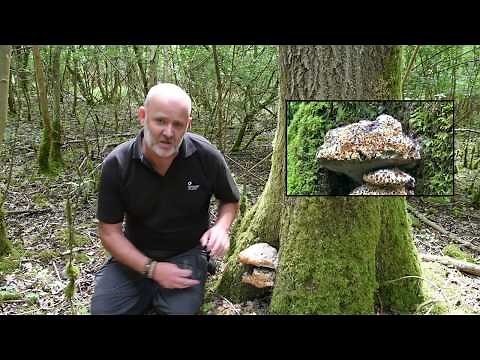 Introduction to Decay in Trees