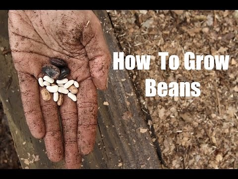 How To Grow Bush and Pole Beans