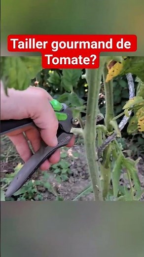 tailler les gourmand de tomate oui ou non ? #jardin #jardinage#potager#tomate