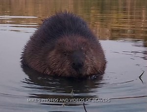 TURN UP THE VOLUME and listen to ChewBarka munching on a willow branch. Last night I had a front row seat to watch Chewy having dinner at the edge of the river. Enjoy! #beavers #Beaver #WildlifeWednesday | Mike’s photos and videos of beavers