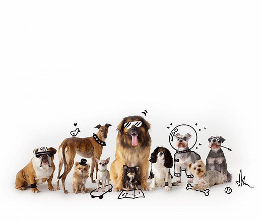 What's the Right Dog Breed For You? Use Our Dog Breed Selector Tool