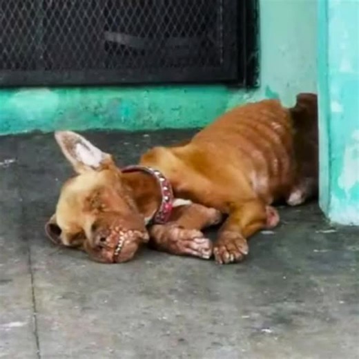 8.1K views · 218 reactions | Baxter's journey from a struggling stray to a cherished pet demonstrates the transformative power of compassion and kindness. Thanks to the unwavering support of a community, he is now thriving with a devoted family, serving as a beacon of hope for all animals in need. Check first comment  | Today News | Facebook