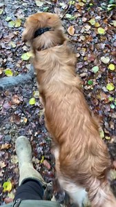 trialing a halti lead | Hugo and Ursula