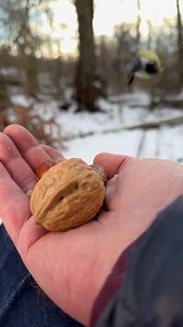41K views · 2.7K reactions | Winter Feast: In the snowy tableau, the buffet is open to all, attracting both birds and squirrels. Every morsel becomes a precious commodity in the white landscape. | Squirrels by Fotoscenen | Facebook
