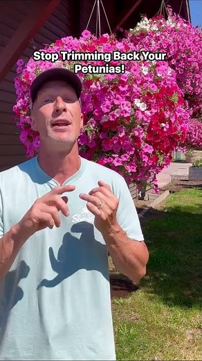 Don’t Cut Back Your Leggy Petunias Until You Watch This!