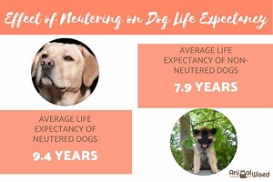 Do Neutered Dogs Live Longer? - Life Expectancy of Fixed Dogs