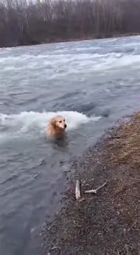 Heroic Dog Rescues Friend from Fast-Moving River