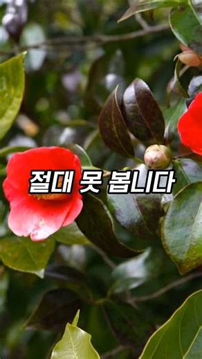 🤫 Camellia Hill: Visit Early to See 'This'! 🌿 Hidden Gem Tips! ✨