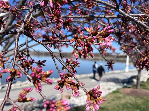Okame cherry trees in bloom at National Harbor