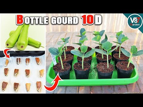 How to Grow Bottle Gourd from Seed to Transplant – Easy & Fast Method