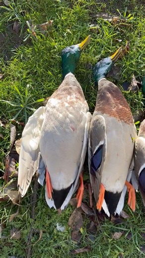 GETTIN IT DONE🔥🔥🔥#duckhunting #ducks #duck #hunting #hunter